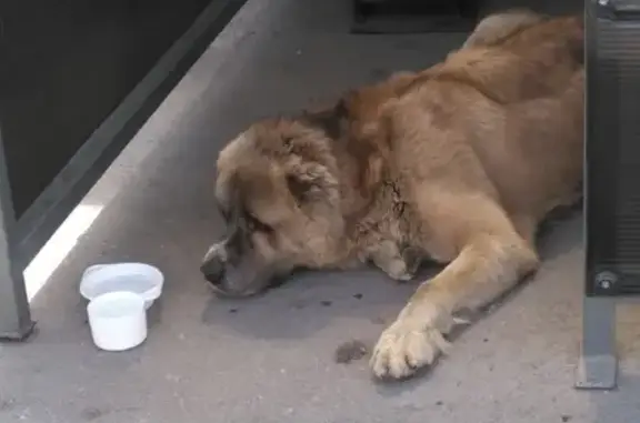 Найдена собака на Волковском офисном центре