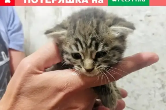 Найдена кошка в Костроме, ищет дом