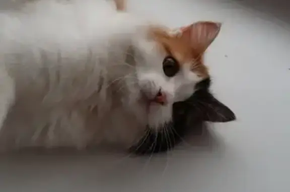 Кошки потеряшки, Ижевск, фото: Потеряшка кошка в Ижевске, Коммунаров 214.