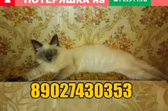 Пропал кот Кузя в районе поликлиники 3, Йошкар-Ола