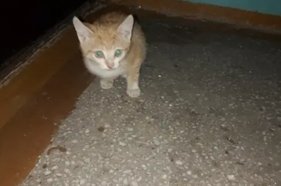 Найден котенок на Гушиной 19 в Барнауле