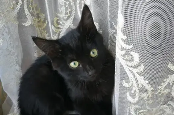 Найдена кошка на Сургутском шоссе 11А, 15.05.