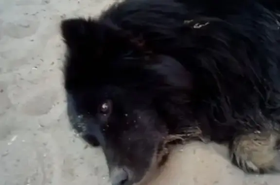 Пропала собака Ася на Лодочной станции, вознаграждение - уроки на виндсерфе.