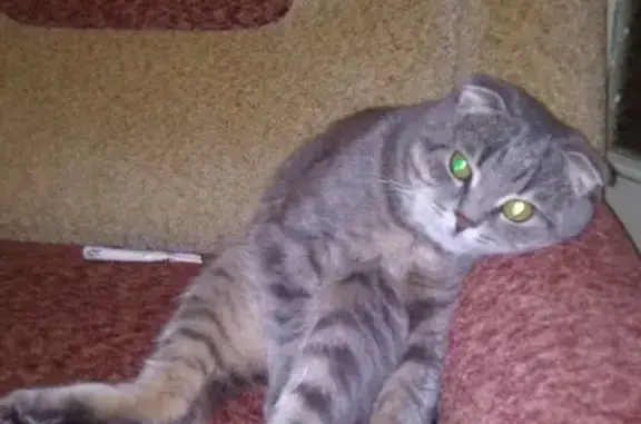 Кошки потеряшки, Бебяево, фото: Потеряшка серый кот Марсик в Д. Бебяево, Нижегородская обл.