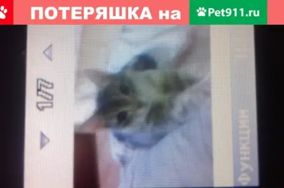 Пропала кошка с персиковым пятнышком, ул. Анисимова 6, Курганская обл.