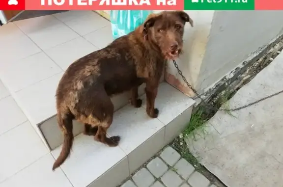 Найдена коричневая собака с ошейником в Горелово