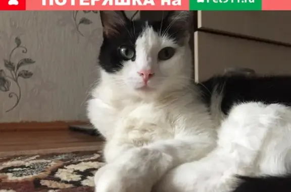 Пропала кошка на улице Конева 22А!
