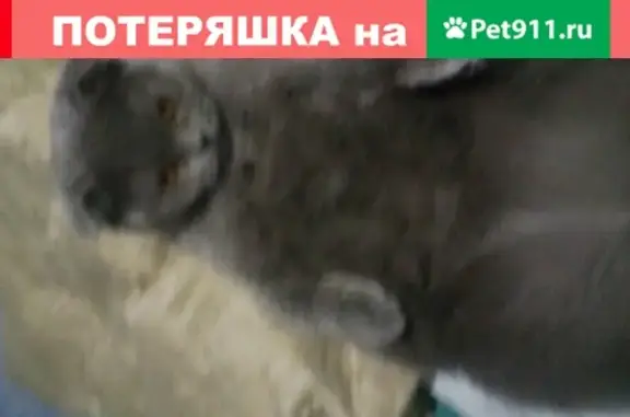 Кошки потеряшки, Ижевск, фото: Потеряшка кошка Соня на ул. Союзной, Ижевск