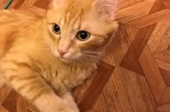 Кошки потеряшки, Ярославль, фото: Потеряшка кошка на пр. Фрунзе (37 дом)