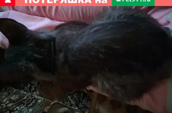Пропала кошка породы корни рекс в Кировске, Мурманская область