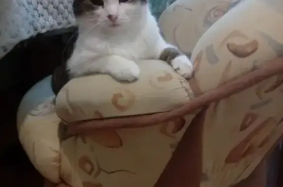 Кошки потеряшки, Екатеринбург, фото: Потеряшка кот Василий в Втузгородке, Екатеринбург (белый, серый)