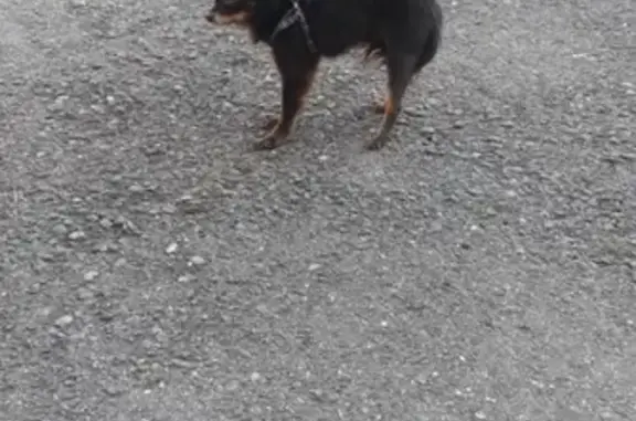 Собака найдена в Туапсе