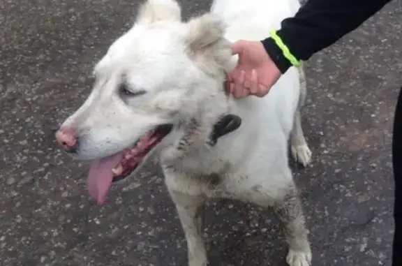 Пропала собака Дина в Карачеве, Брянская область