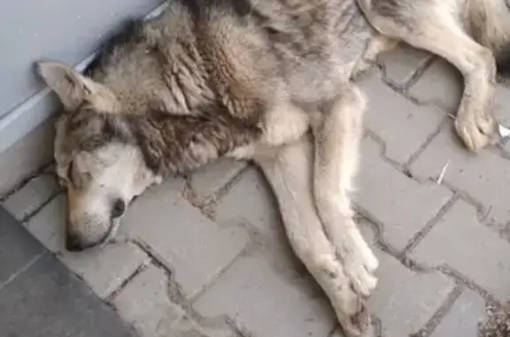 Найден пёс на ул. Мира 76Б в Перми