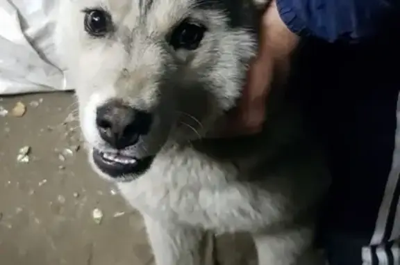 Найден пёс в Сургуте с ошейником