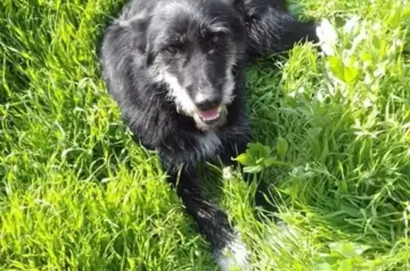 Пропала собака Черныш в Волгограде, Гумрак 10 мая