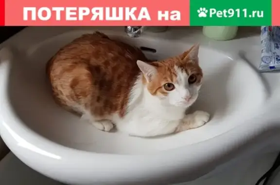 Пропал кот Стасик в селе Балтым, Верхняя Пышма