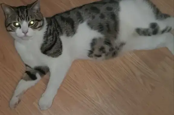 Кошки потеряшки, , фото: Потеряшка кошка в Заводском РСО-Алании