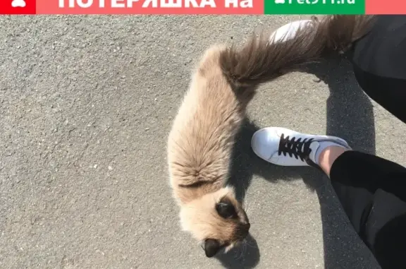 Найдена кошка на ул. Захаренко, Челябинск