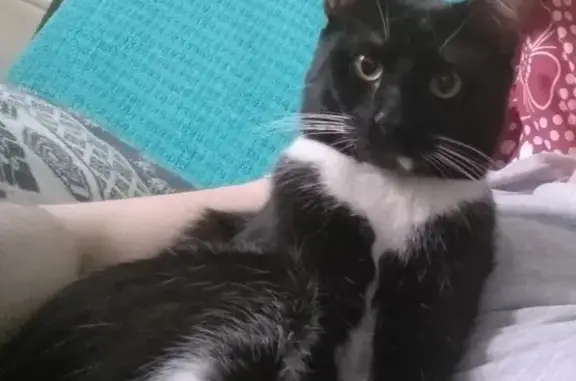 Кошки потеряшки, Москва, фото: Потеряшка кот 