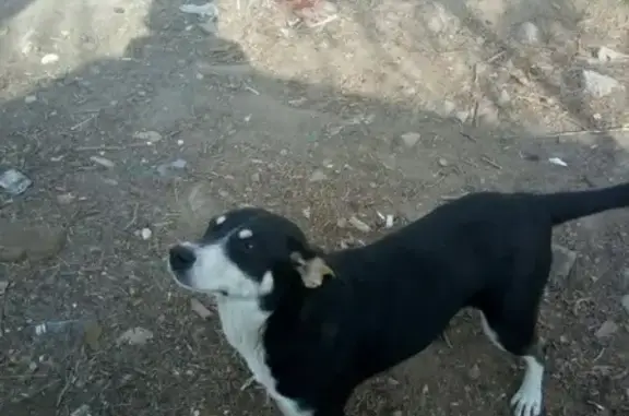 Пропала собака Альма в Астрахани, вознаграждение.