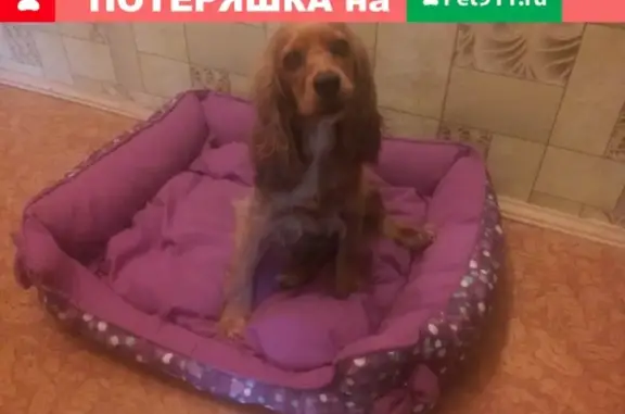 Пропала собака Боня в деревне Манихино, МО