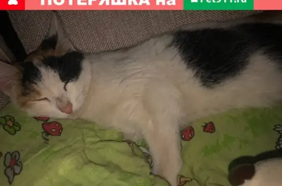 Найдена ласковая кошка, ищем хозяина - Владимир, Владимирская обл.