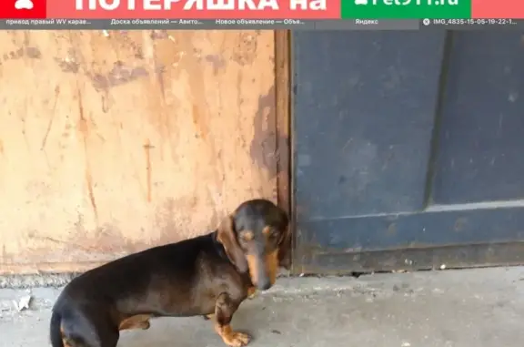 Найдена собака в Липецке на Леваневского 1 с сломанным хвостом