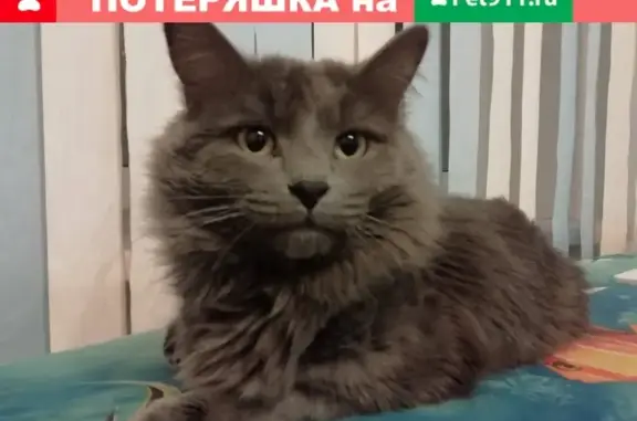 Кошки потеряшки, Тольятти, фото: Потеряшка кошка в Тольятти, СНТ 