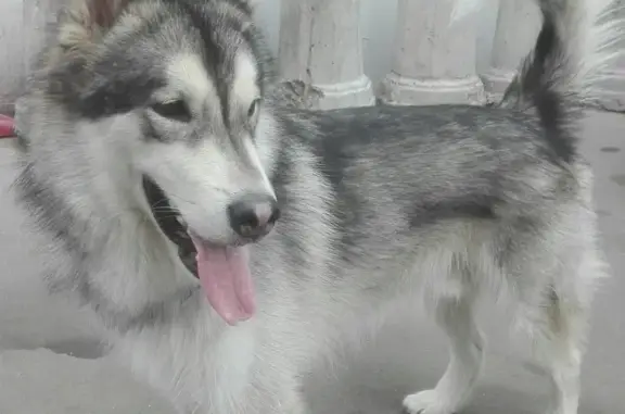 Найдена собака, Москва, фото: Найдена собака в Москве, м. Медведково, Ulitsa Grekova, вл3Д