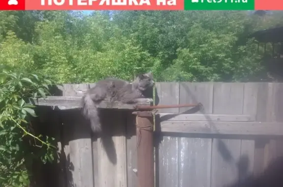Пропал кот Саймон в Зеленодольском районе, д. Красный Яр.