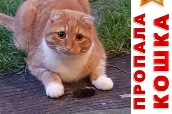 Кошки потеряшки, Тула, фото: Потеряшка кошка на Гарнизонном проезде, вознаграждение за находку.