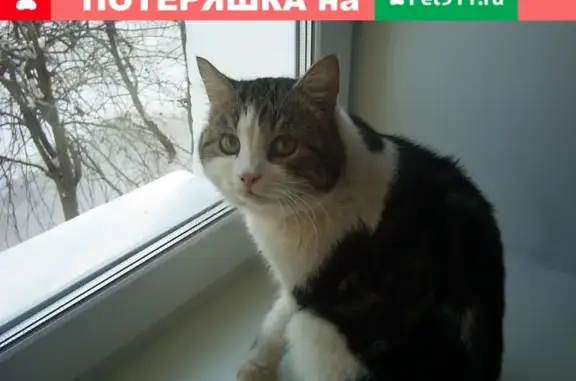 Пропал кот БАРС на ул. Маршала Казакова, 6 (Н. Новгород)