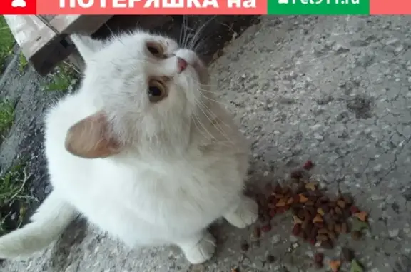 Найдена белая кошка в Магнитогорске на К. Маркса - Сов. Армии