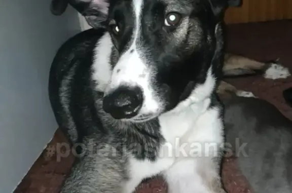 Пропала собака Герда на улице Столетова, Калининский район