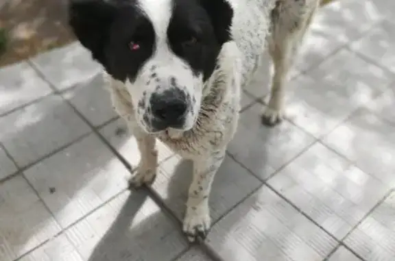 Найдена собака на ул. Куйбышева, Челябинск