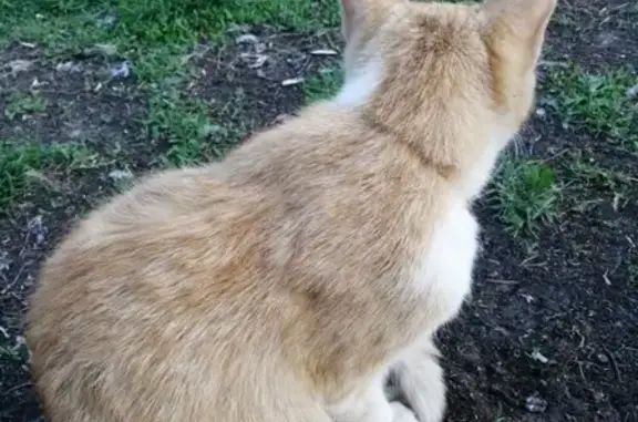 Найден домашний кот на Солнечной поляне в Барнауле