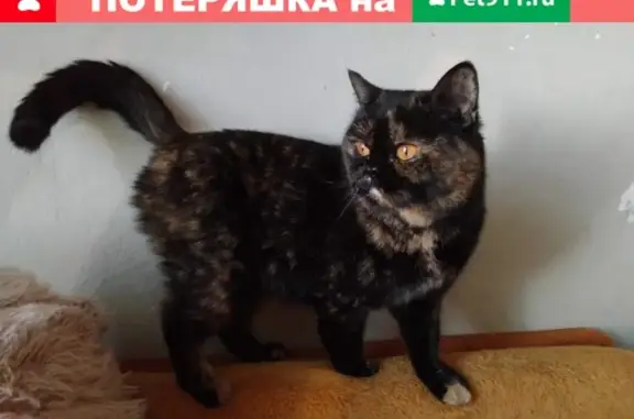 Найдена британская кошка на ул. Краснодонской, Курган