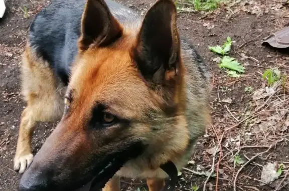 Найдена собака в Магнитогорске с ошейником