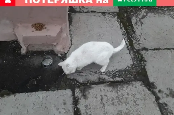 Найден кот на пр. Карла-Маркса, ищем хозяина