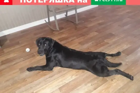 Пропала собака породы Лабрадор в Оренбурге