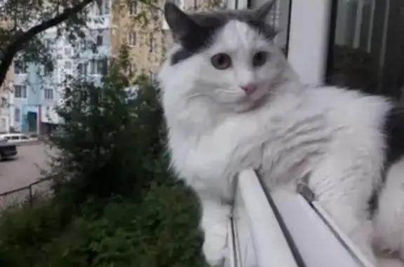 Пропал кот в Нерюнгри, Якутия - помогите!