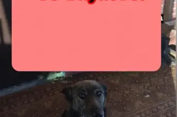 Пропала собака в Мешково, помогите найти!