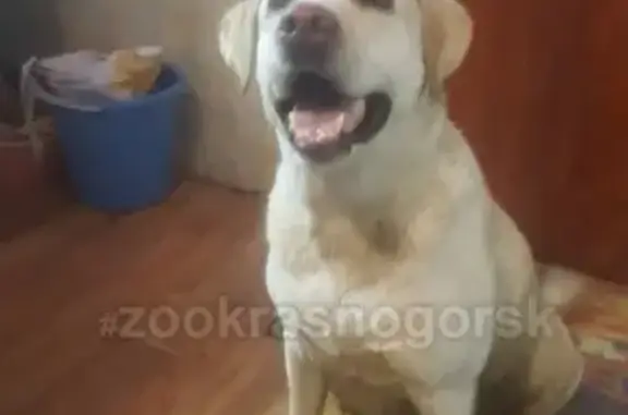 Найдена собака в Красногорске, ищет хозяина