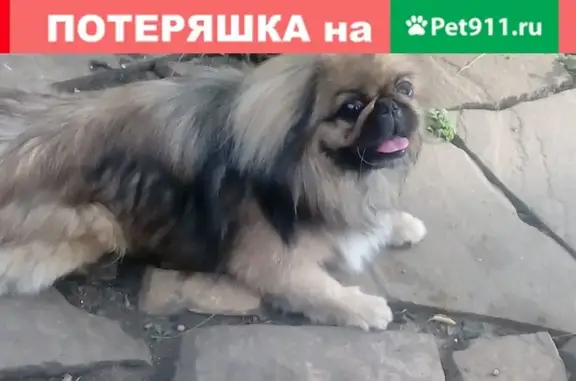 Пропала собака Тоша на ул. Персиановской, Новочеркасск