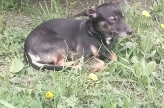 Собака найдена на ул. Ленина 43 в Новокузнецке