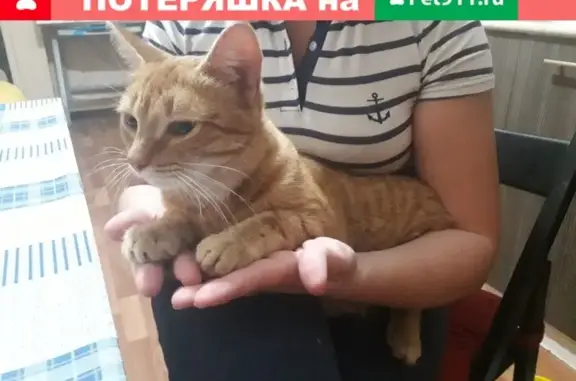 Найдена рыжая кошка в Солнечногорске