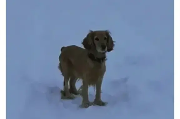 Пропала собака на ул. Чкалова-Магистральная в Тамбове
