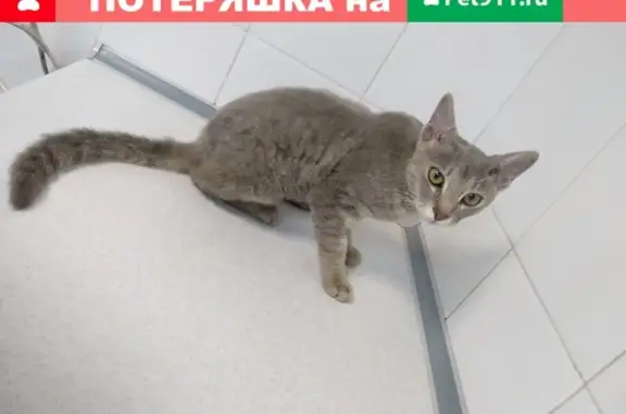 Найден кот в районе Пионерской рощи [Новороссийск]