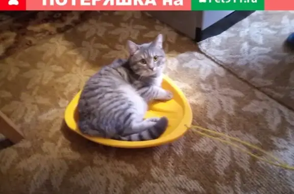 Пропал кот Барсик на Заволжской, вознаграждение.